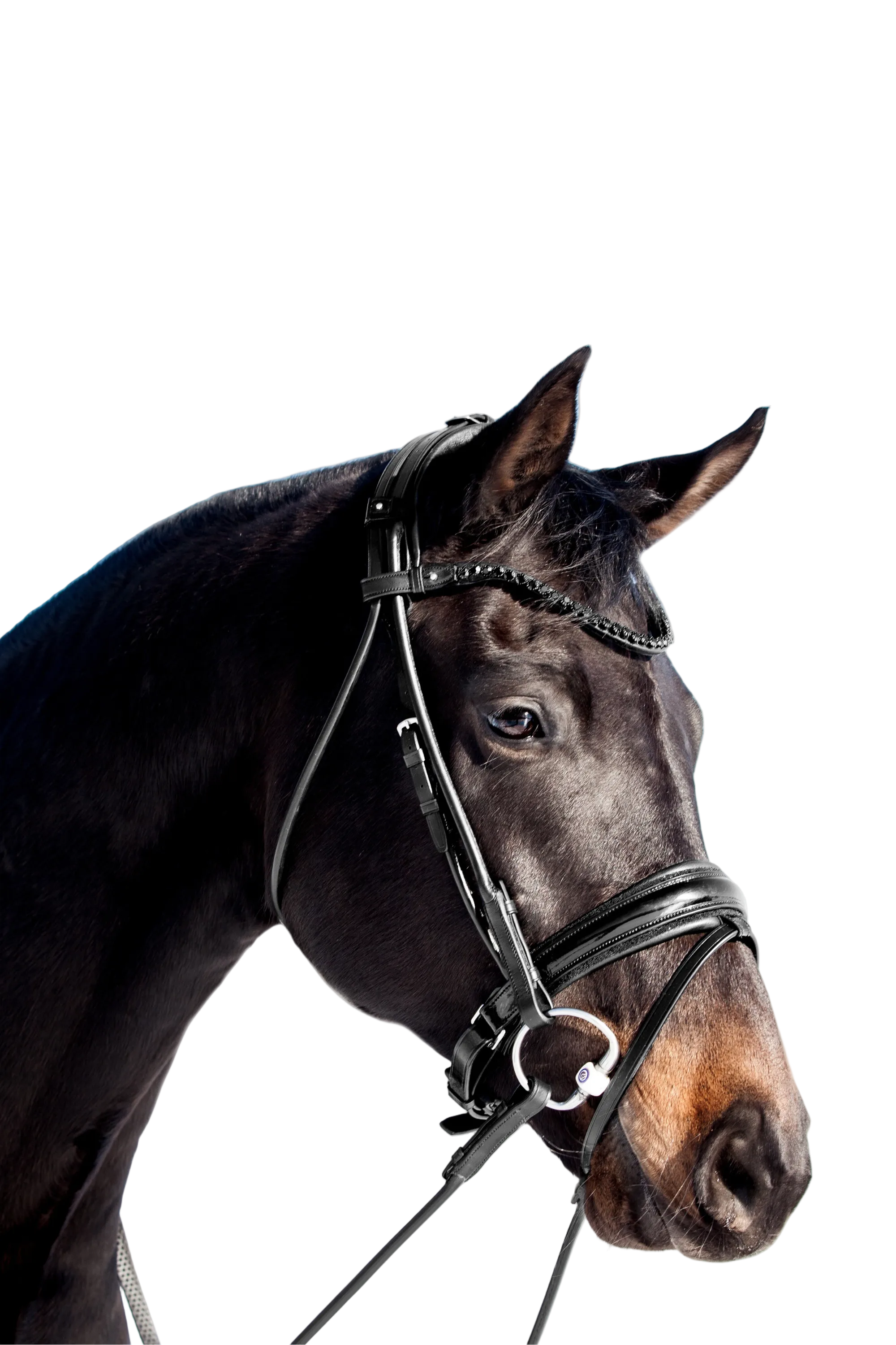 Miami Bridle, Black crystals