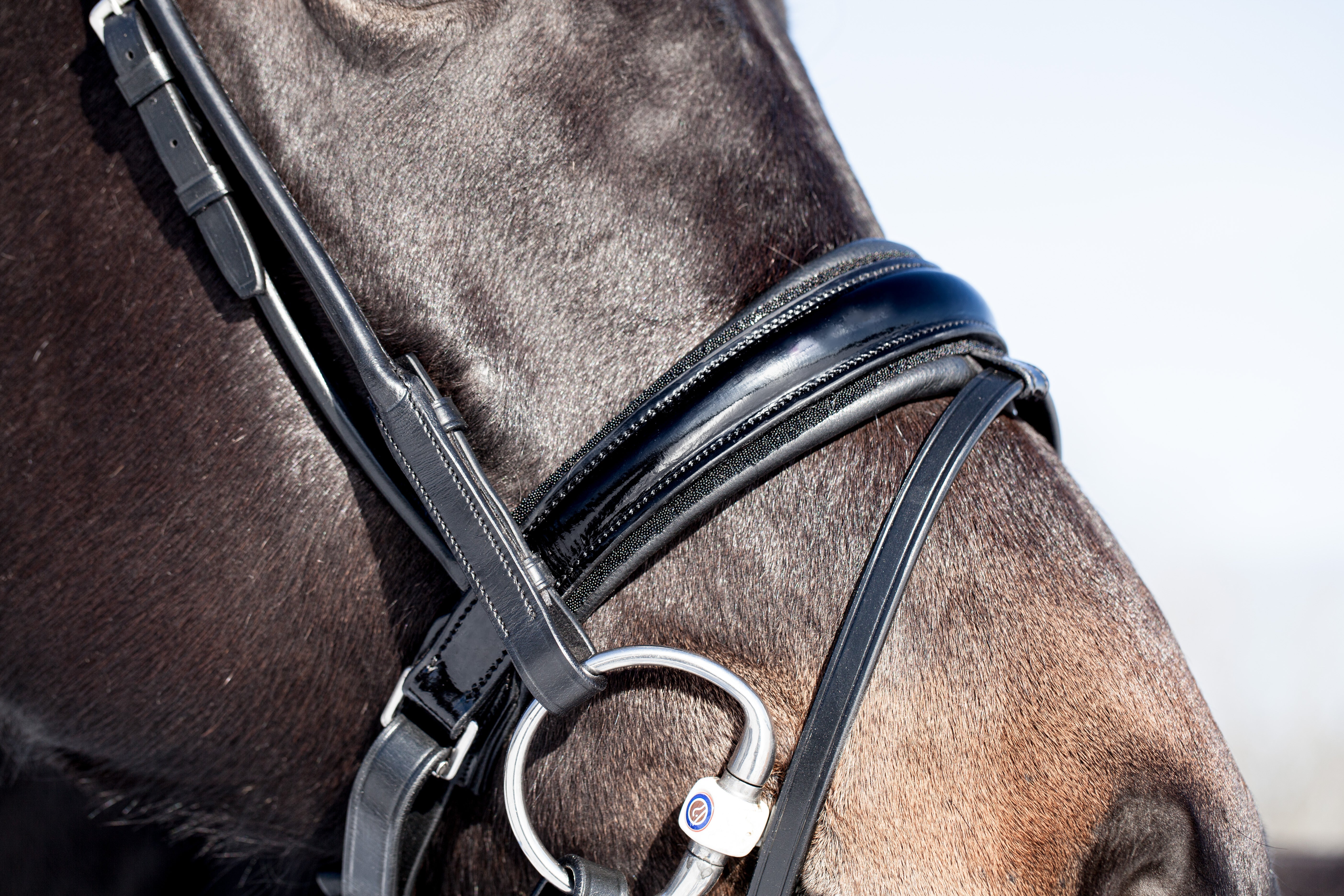 Miami Bridle, Black crystals