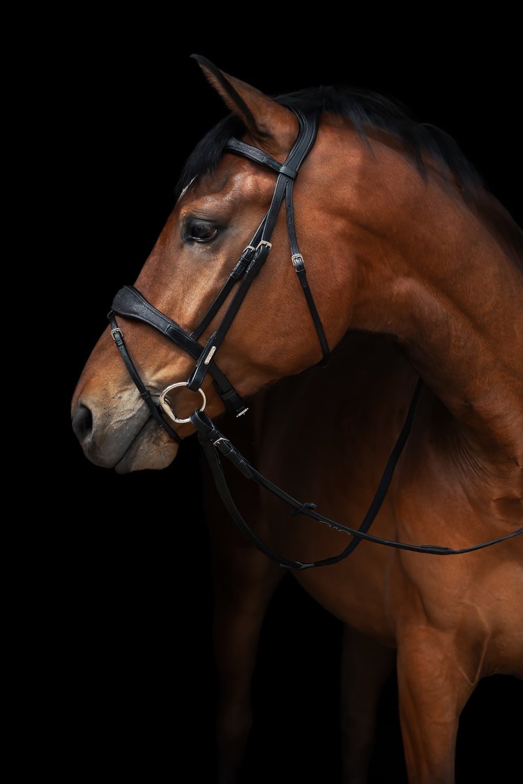 Oxford Bridle, Limited edition