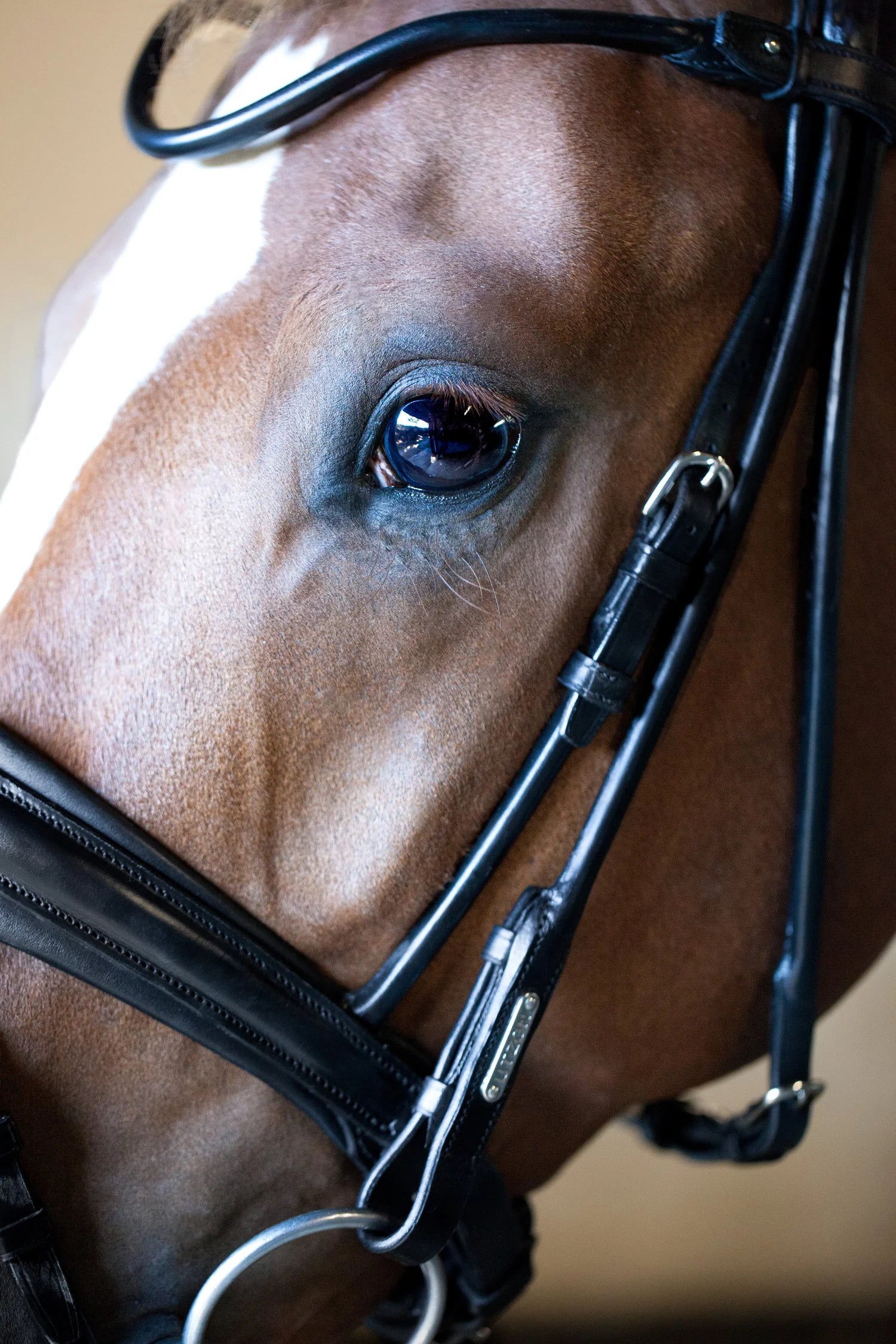 Edinburgh Bridle, Matte Noseband