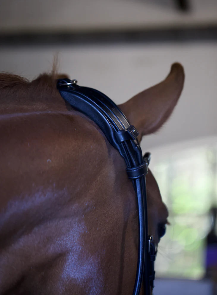 Edinburgh Bridle Black, Lacquered Noseband