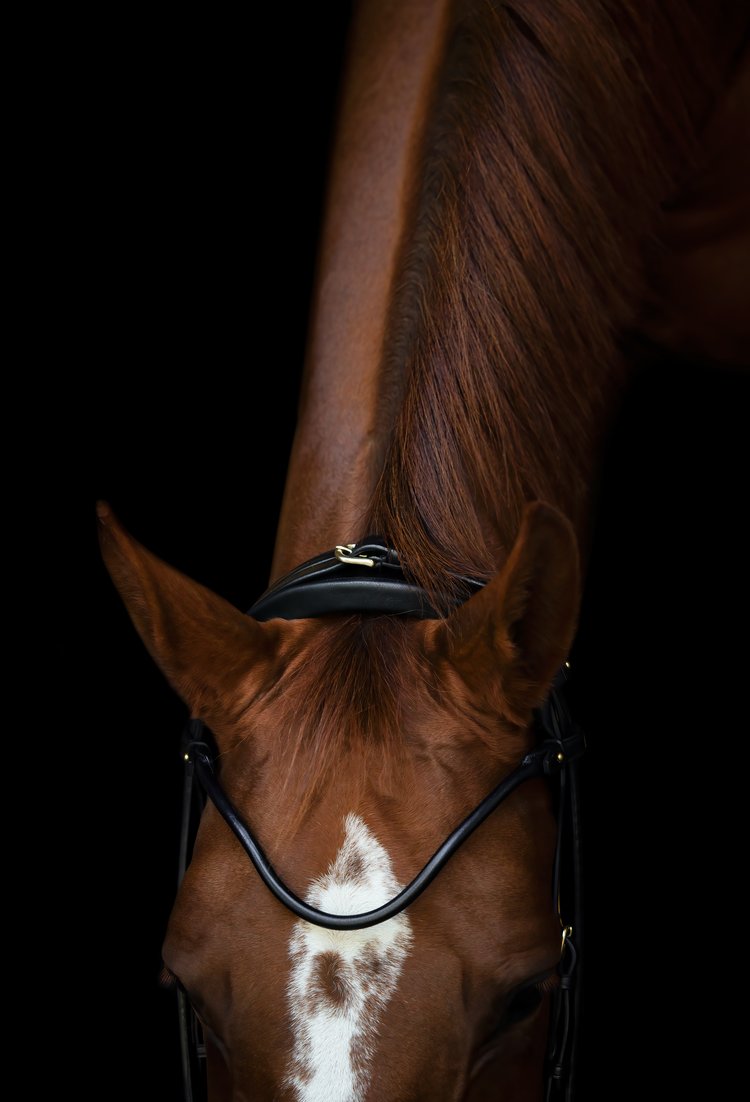 Edinburgh Bridle, Matte Noseband
