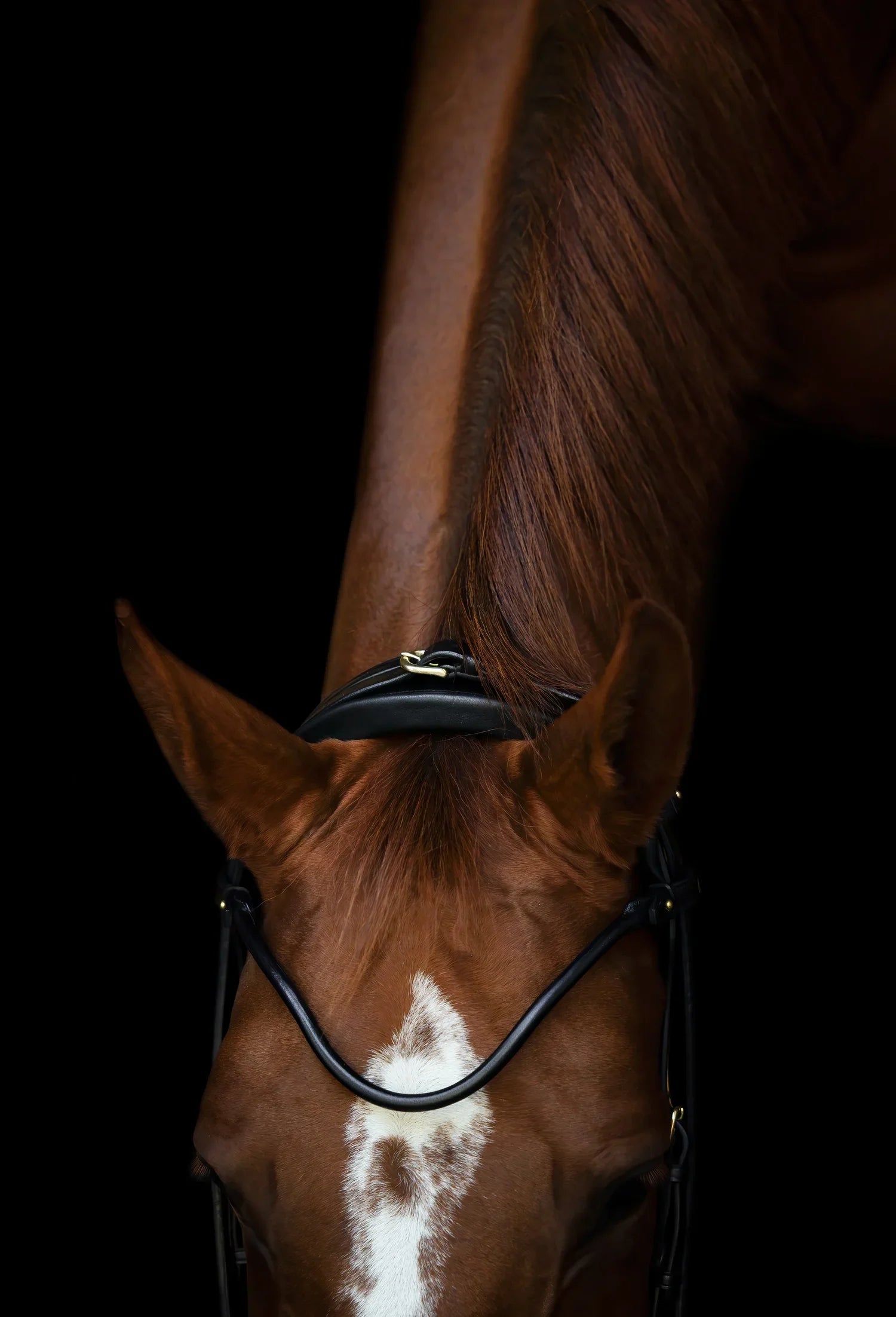 Edinburgh Bridle Brown, Lacquered Noseband