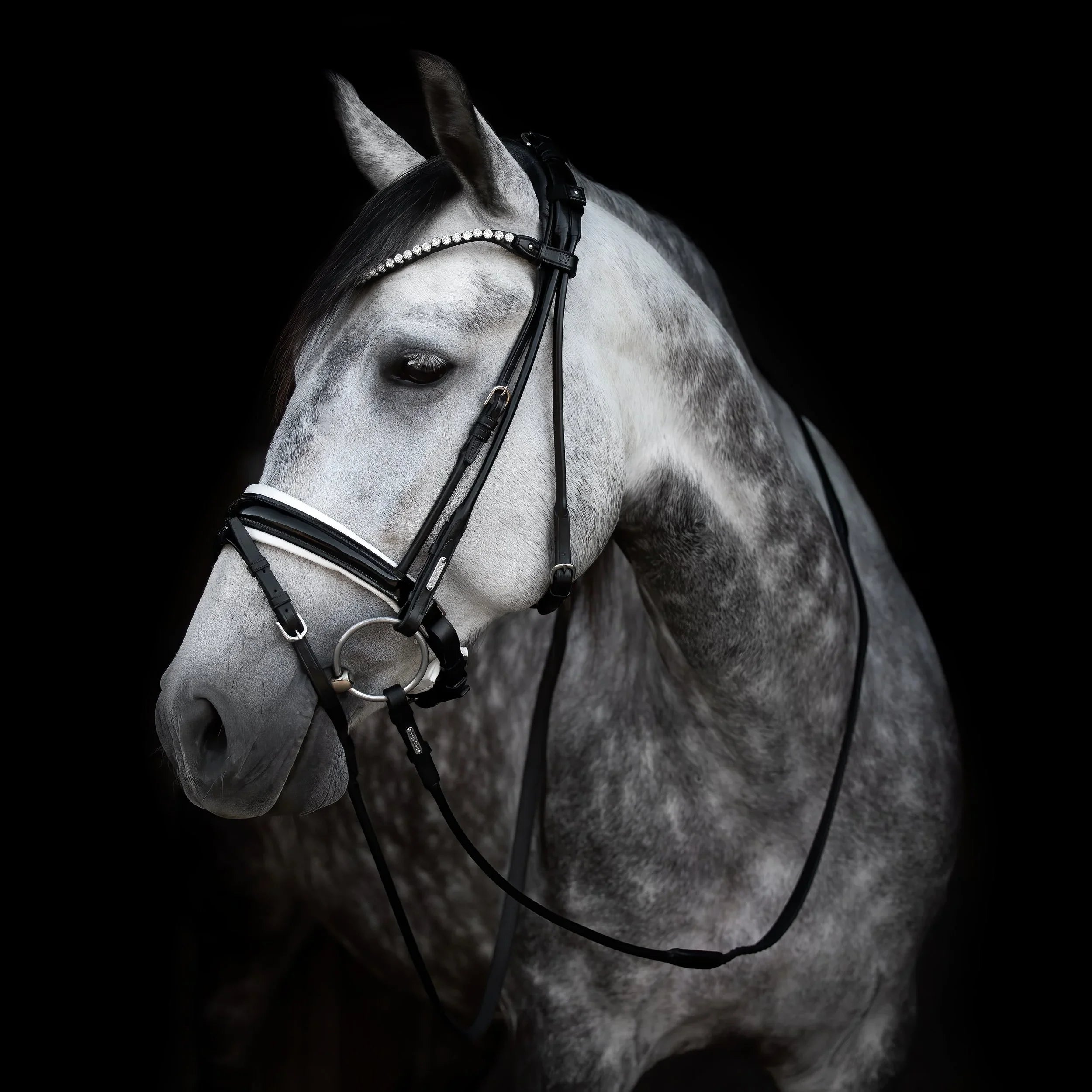 Edinburgh Bridle, crystal edition